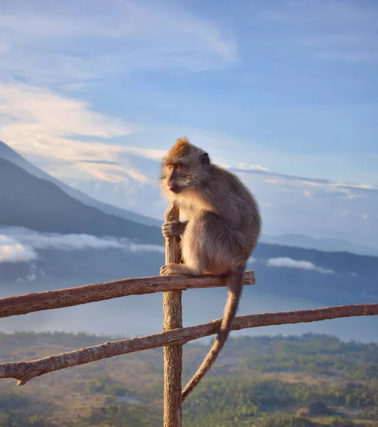 Monkey Tongue Sticking Out Funny Macaque Sitting Wooden Fence Mountain — Stock Photo, Image