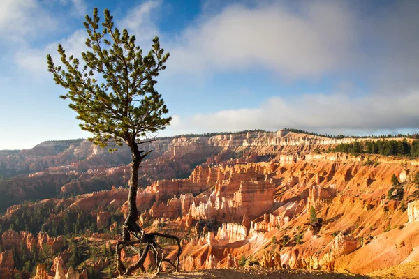 Jupiter Pine Tree at Bryce Canyon — Stock Photo, Image