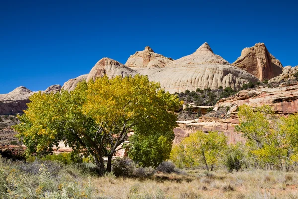 Träd i capitol reef national park — Stockfoto