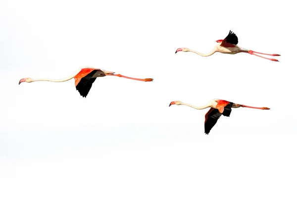 Trzy flamingi latający na białym tle na białym tle Zdjęcie Stockowe