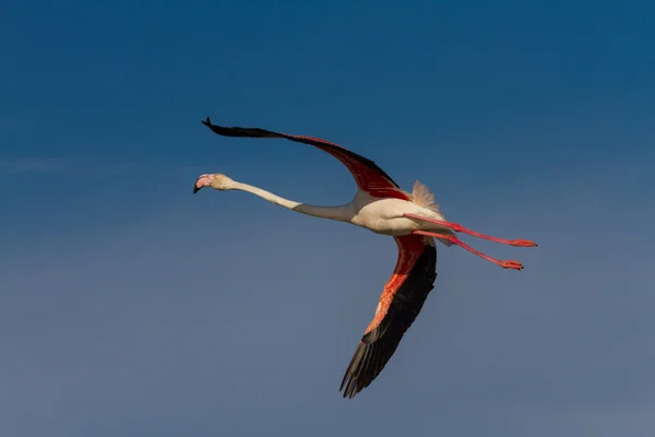 Różowy Flamingo w locie — Zdjęcie stockowe
