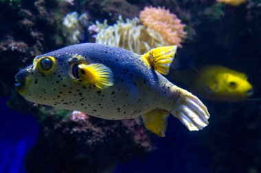 blackspotted kirpi yakın çekim