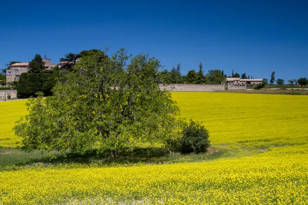 Champ de moutarde en fleurs — Photo