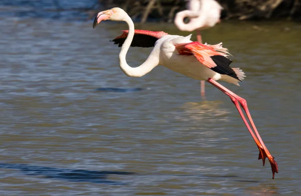 Flamingo preparing for touchdown — Stock Photo, Image