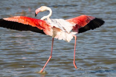 flamingo inişe hazırlanıyor