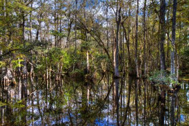 Bataklıkta yansıtan Everglades selvi