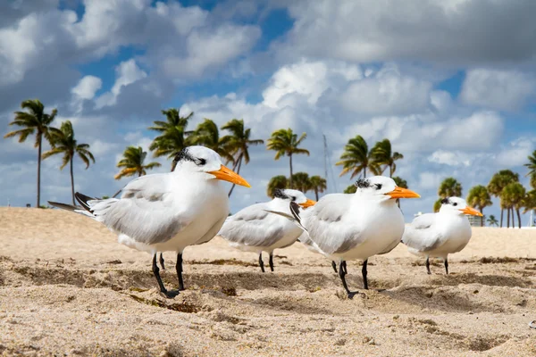Sahilde dizilmiş dört kırlangıçlar