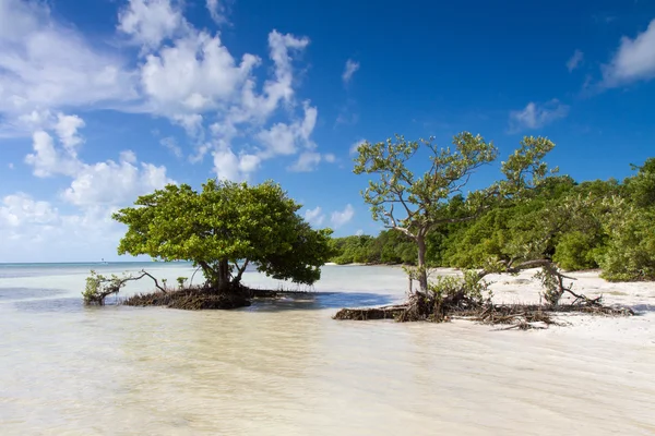 Mangrovie su una spiaggia nelle Florida Keys — Foto Stock