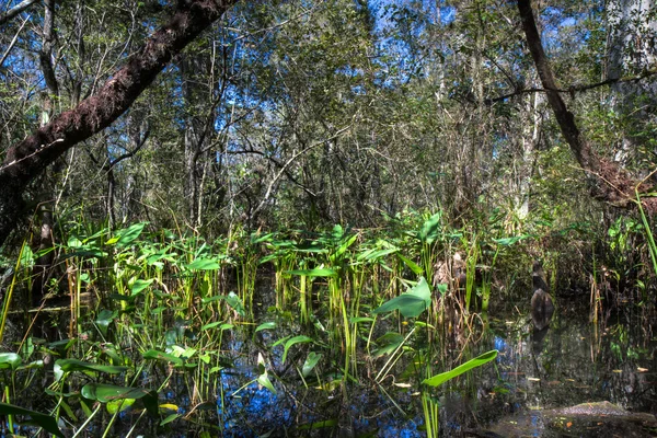 Bataklıkta yansıtan everglades peyzaj