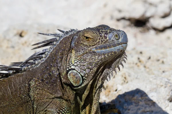 Closeup of a mexican Iguana — Stock Photo, Image