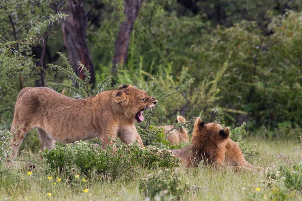 Joacă Lion Cubs — Fotografie, imagine de stoc