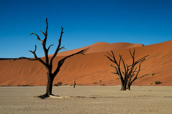 ölü ağaçlar ve kırmızı kum tepeleri