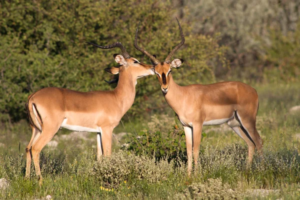 Two Implalas sharing a secret — Stock Photo, Image