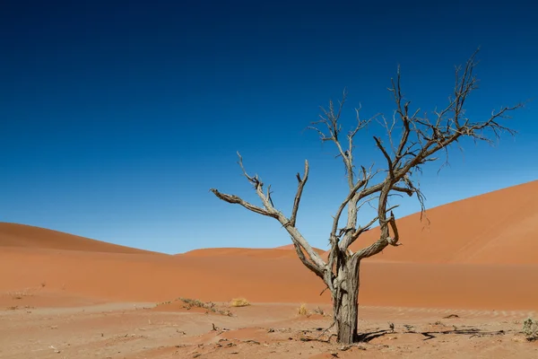 The last tree in the desert — Stock Photo, Image