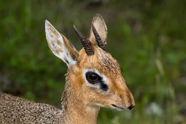 Nahaufnahme einer männlichen dik-dik Antilope — Stockfoto