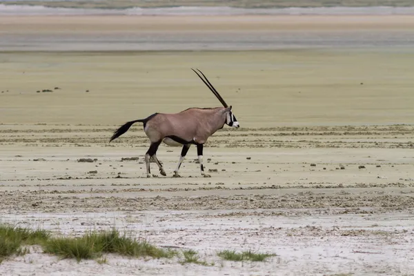 Oryx solitário no deserto de sal de Etosha Pan — Fotografia de Stock