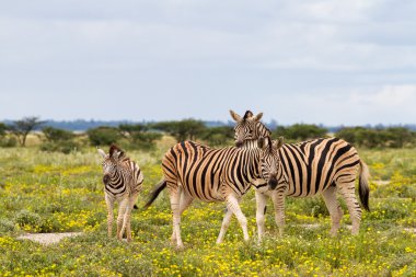 Zebra aile alan Sarı çiçekli