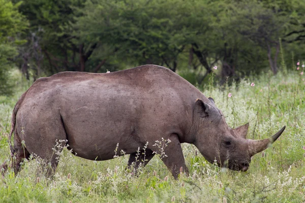 Breitmaulnashorn im Etoscha-Nationalpark — Stockfoto