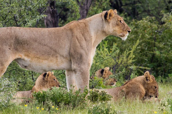 The Leader of the pack — Stock Photo, Image