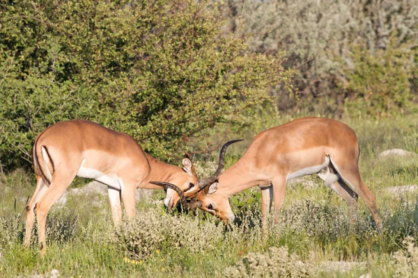 Bestrijding impalas — Stockfoto