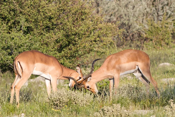 Combate a Impalas — Fotografia de Stock