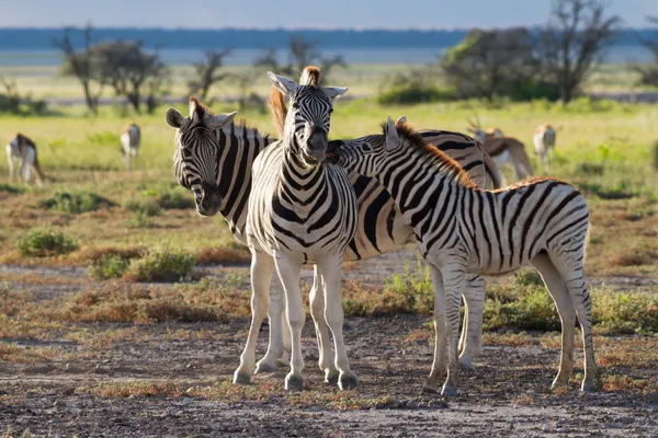 Zebra familie in etosha nationaal park — Stockfoto