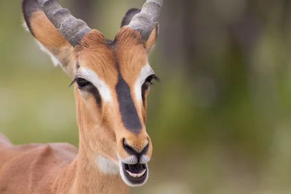 Close up van een impala — Stockfoto