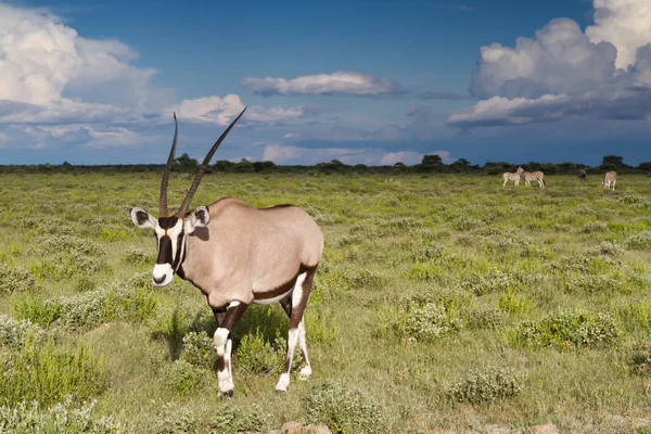 Antylopa Oryks etosha national Park — Zdjęcie stockowe