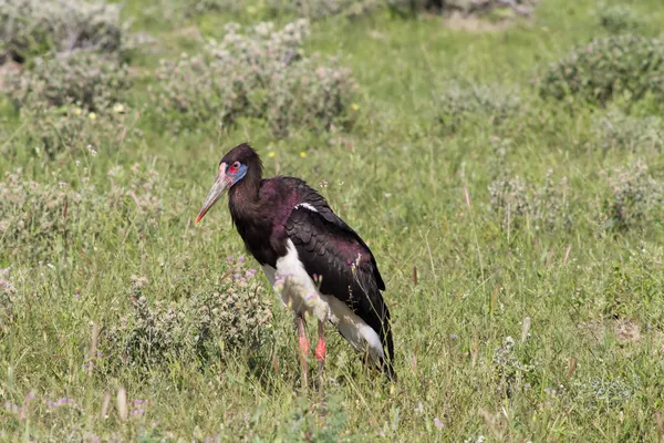 Abdims stork at Etosha National Park — Stock Photo, Image