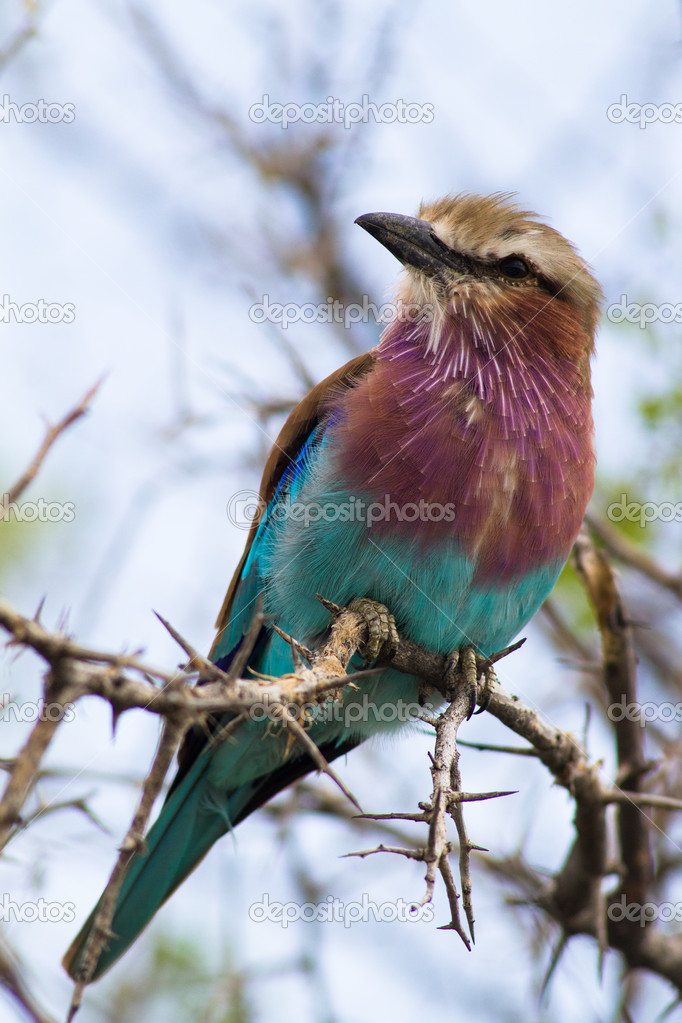 Lilac-breated Roller on a branch
