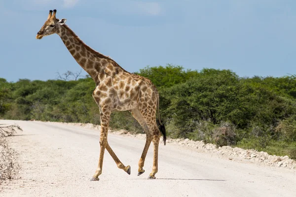 Жираф пересекает гравийную дорогу — стоковое фото