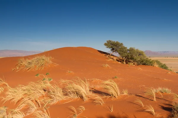 Elim Dune at Sossusvlei — Stock Photo, Image