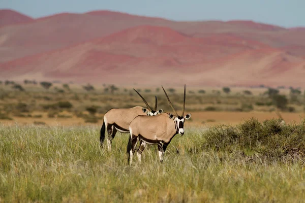 Twee oryx antilopen op sossusvlei — Stockfoto
