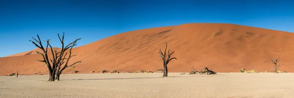 Panorama of the Dead Vlei — Stock Photo, Image