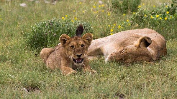 Cub lew i lwica — Zdjęcie stockowe