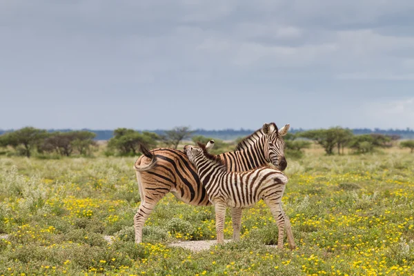 Młodych zebra i jej matka — Zdjęcie stockowe