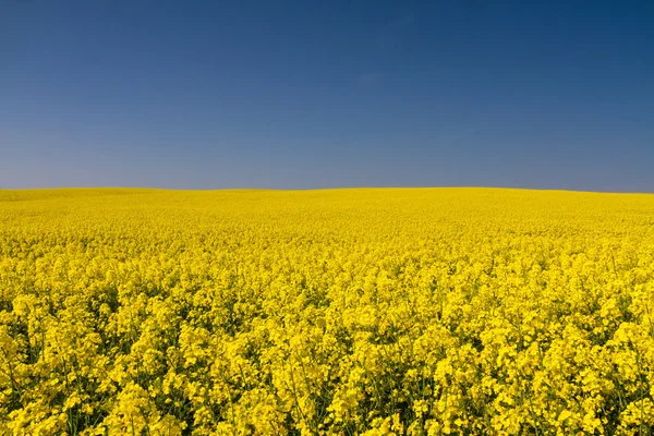 Endloses gelbes Rapsfeld unter blauem Himmel Stockbild