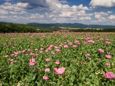 kırsal manzara alanında haşhaş