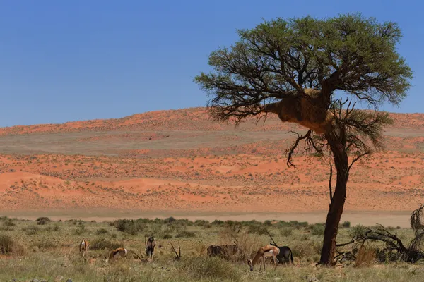 Antelopes no deserto da Namíbia — Fotografia de Stock