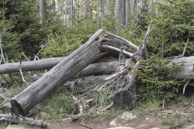 Harz Ulusal Parkı, Almanya 'da çatlamış ve devrilmiş ağaç gövdesine yakın çekim