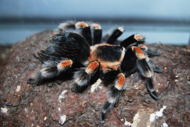 Tarantula - Brachypelma smithi