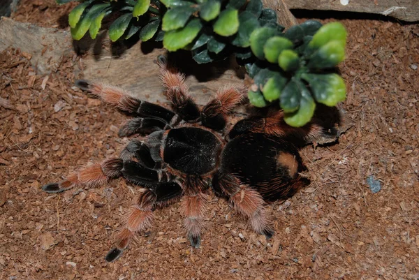 タランチュラ - brachypelma スミスネズミ — ストック写真