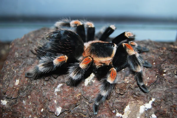 Tarantula - Brachypelma smithi