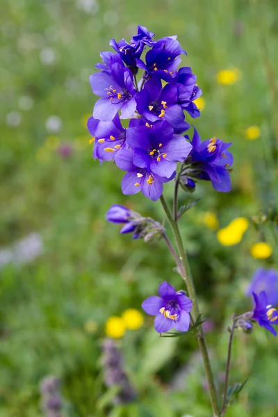 Fiore di colore viola — Foto Stock