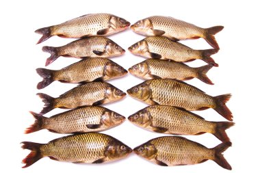 on iki taze carps