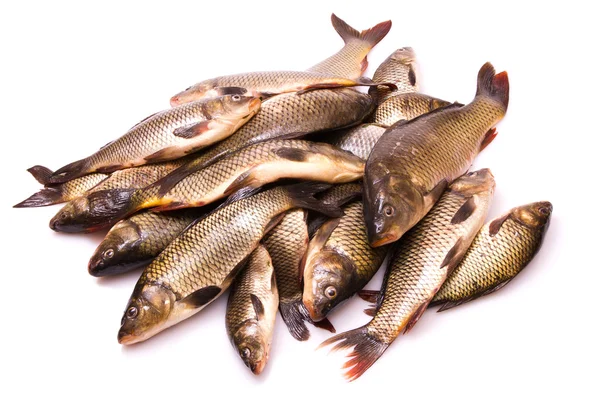 Fresh fish a carp — Stock Photo, Image