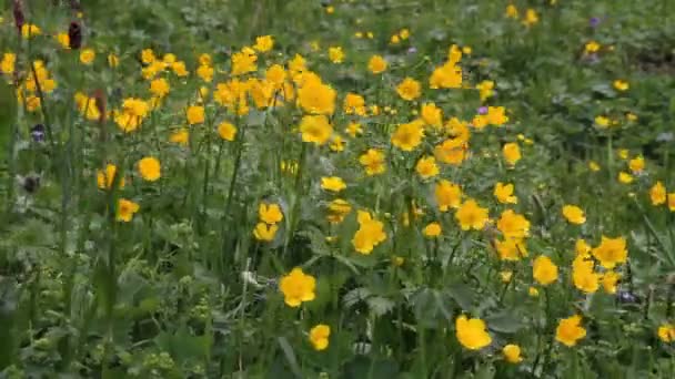 Blommor på en vind — Stockvideo