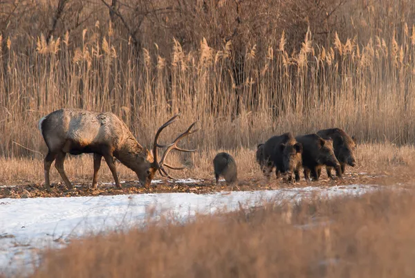 geyik ve yaban domuzu