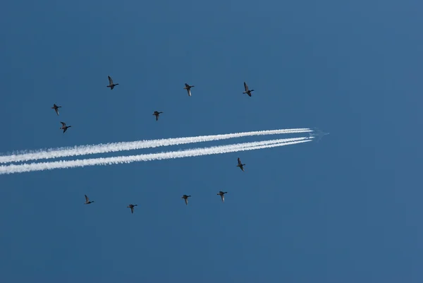 Дикие гуси и самолет — стоковое фото
