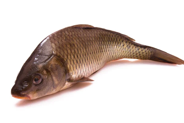 Fisk en karp — Stockfoto